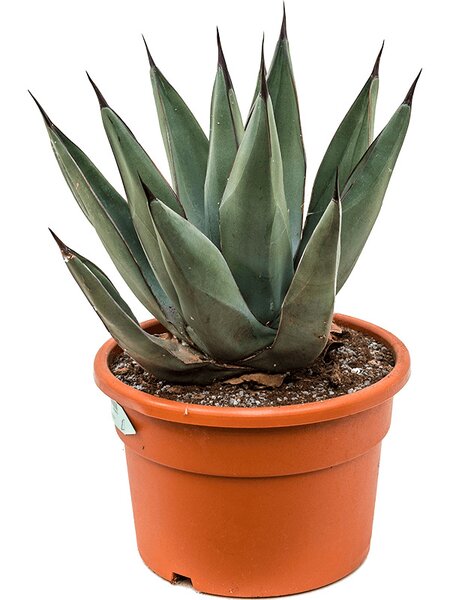 Agave nigra, Grau, im 27cm Topf, H�he 50cm, Breite 35cm