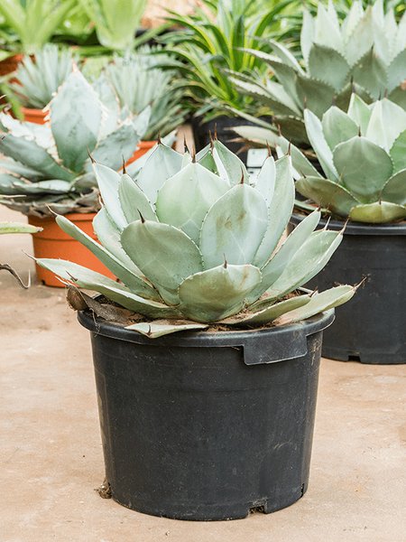 Agave parryi 'Truncata', Gr�n/grau, im 38cm Topf, H�he 55cm, Breite 45cm
