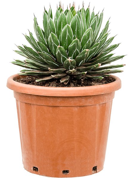 Agave victoriae-reginae, Gr�n, im 35cm Topf, H�he 50cm, Breite 35cm