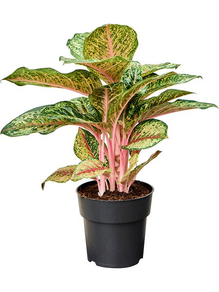 Aglaonema 'Carnival Queen', Tuff, im 19cm Topf, H�he 50cm, Breite 40cm
