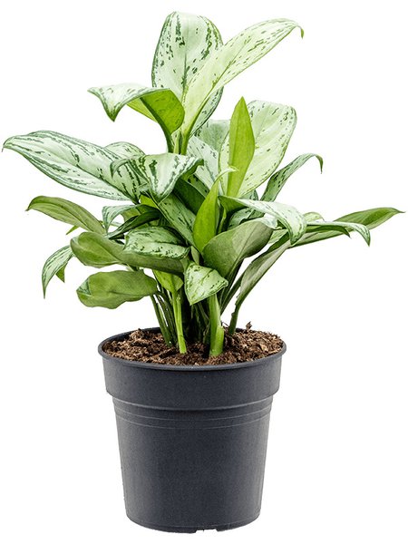 Aglaonema 'Christina', Tuff, im 19cm Topf, H�he 60cm, Breite 30cm