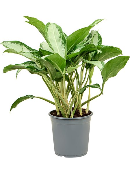 Aglaonema 'Cleopatra', Tuff, im 24cm Topf, H�he 65cm, Breite 40cm