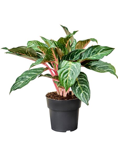 Aglaonema 'Dreamcatcher', Tuff, im 19cm Topf, H�he 50cm, Breite 40cm