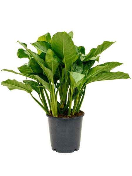 Aglaonema 'Freedman', Tuff, im 24cm Topf, H�he 80cm, Breite 40cm