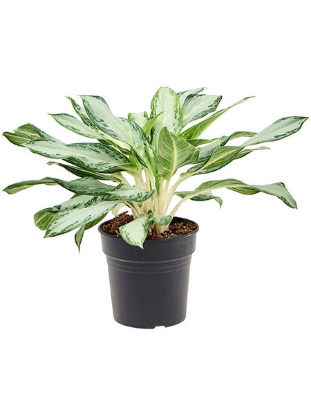Aglaonema 'Golden Bay', Tuff, im 21cm Topf, H�he 50cm, Breite 45cm