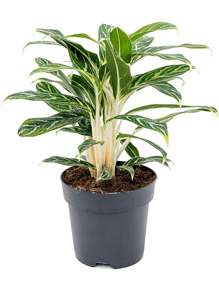 Aglaonema 'Ivy Green', Tuff, im 19cm Topf, H�he 45cm, Breite 45cm