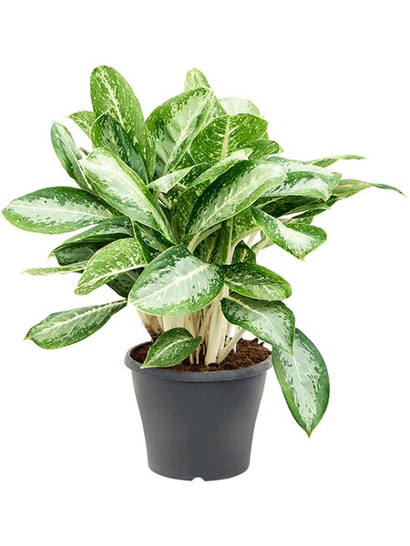 Aglaonema 'Milky way', Tuff, im 24cm Topf, H�he 70cm, Breite 40cm