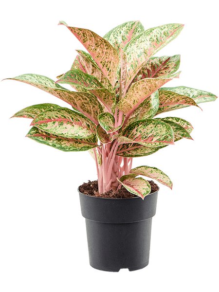 Aglaonema 'Painted Celebration', Tuff, im 19cm Topf, H�he 50cm, Breite 40cm