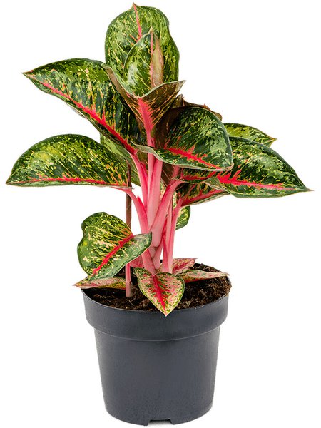 Aglaonema 'Paradise Red', Tuff, im 19cm Topf, H�he 50cm, Breite 35cm