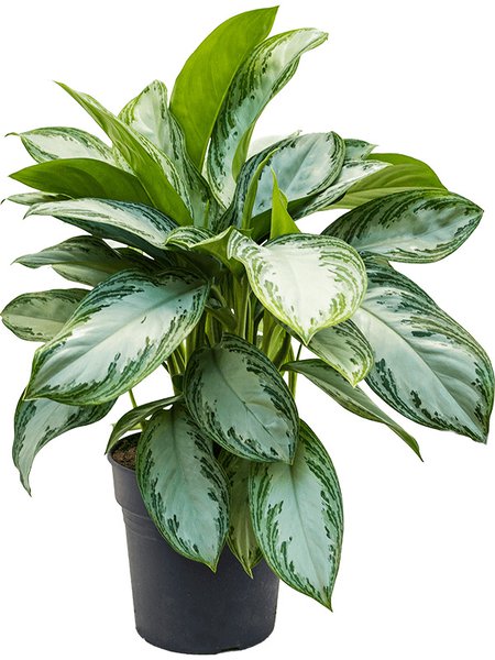 Aglaonema 'Silver Bay', Tuff, im 24cm Topf, H�he 65cm, Breite 60cm