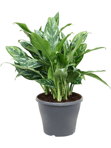 Aglaonema 'Splash', Tuff, im 24cm Topf, H�he 70cm, Breite 40cm