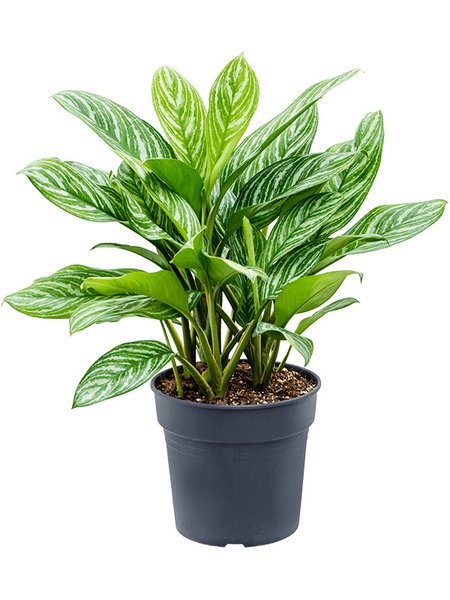 Aglaonema 'Stripes', Tuff, im 30cm Topf, H�he 80cm, Breite 65cm