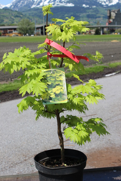 Acer shirasawanum Aureum