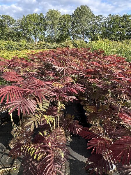 Seidenbaum, Albizia Evey's Pride, BZ