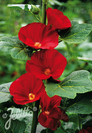Alcea rosea Spotlight-Series 'Mars Magic'