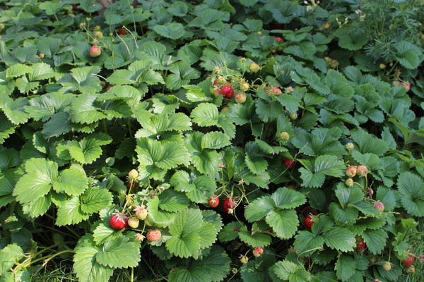 Fraisiers grimpants erdbeere-parfum-schweizerland-6er-traeger-erdbeerwiese--herzhaft-gute-erdbeeren-mit-bodendeckerquali-2275022