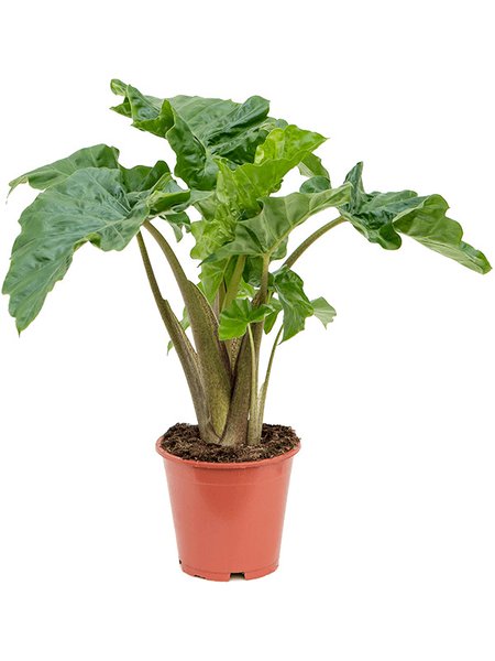 Alocasia 'Low Rider', Busch, im 19cm Topf, H�he 55cm, Breite 50cm
