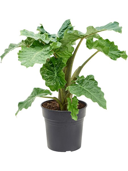 Alocasia 'Portodora' Compacta, Tuff, im 24cm Topf, H�he 80cm, Breite 80cm