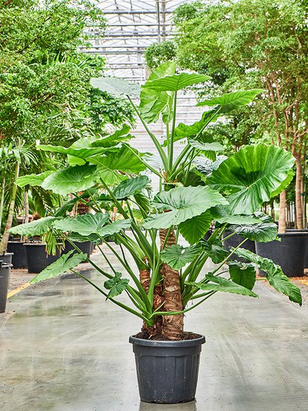 Alocasia macrorrhiza (150-170), Stamm, im 42cm Topf, H�he 150cm, Breite 120cm