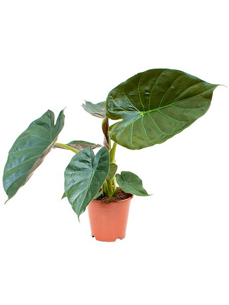 Alocasia wentii, Tuff, im 19cm Topf, H�he 65cm, Breite 45cm