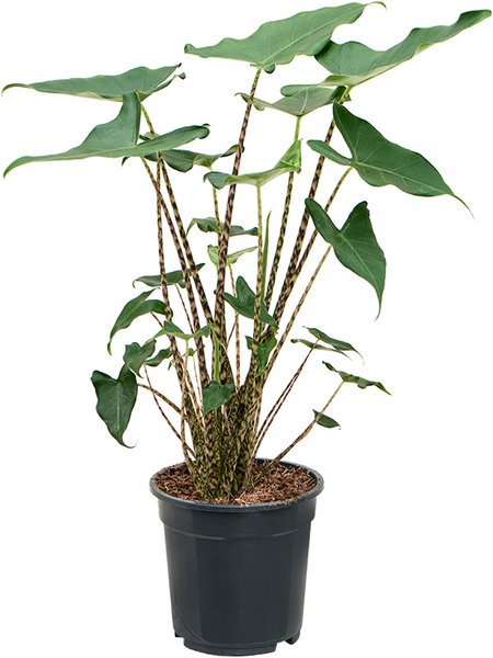 Alocasia zebrina 'Siberian Tiger', Tuff 2pp, im 19cm Topf, H�he 60cm, Breite 40cm