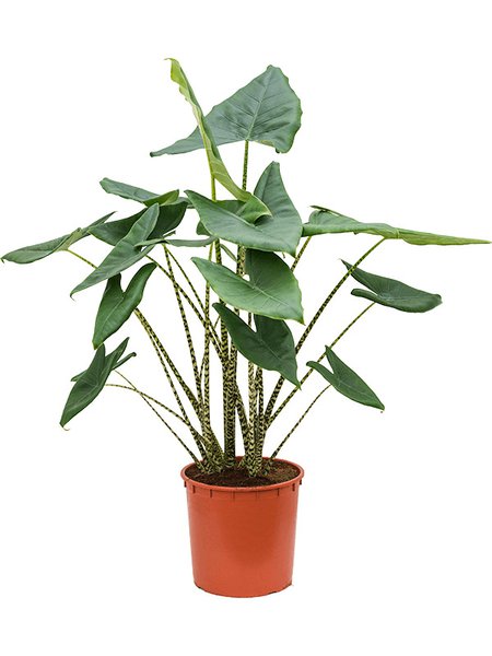Alocasia zebrina, Tuff 2pp, im 32cm Topf, H�he 140cm, Breite 70cm