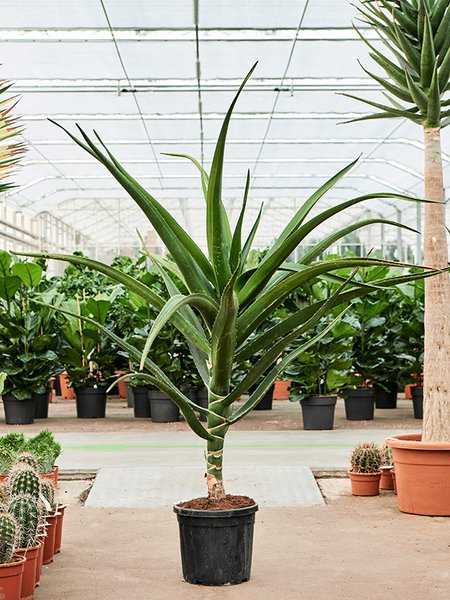 Aloe bainesii (barberae), Stamm, im 32cm Topf, H�he 170cm, Breite 140cm