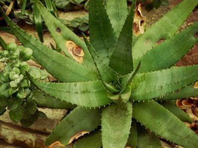 <i>Aloe claviflora</i>