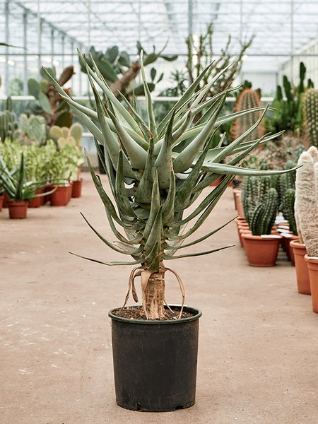 Aloe dichotoma (100-120), Stamm, im 30cm Topf, H�he 110cm, Breite 70cm