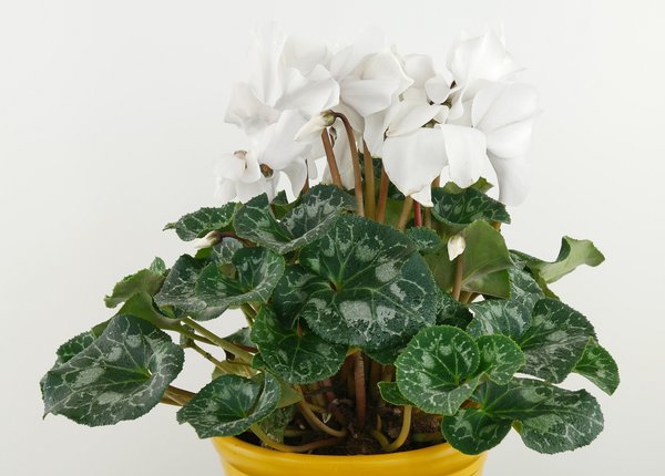Cyclamen (Cyclamen persicum), floraison blanche, plantes toxiques, plantes vivaces toxiques