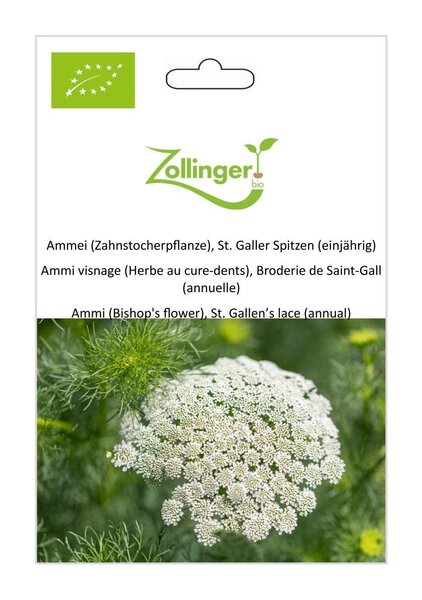 Ammei (Zahnstocherpflanze), St. Galler Spitzen (einj�hrig)