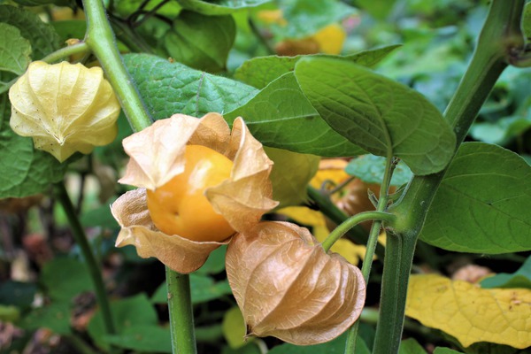 Gros fruits de physalis, Lubera, planter des physalis