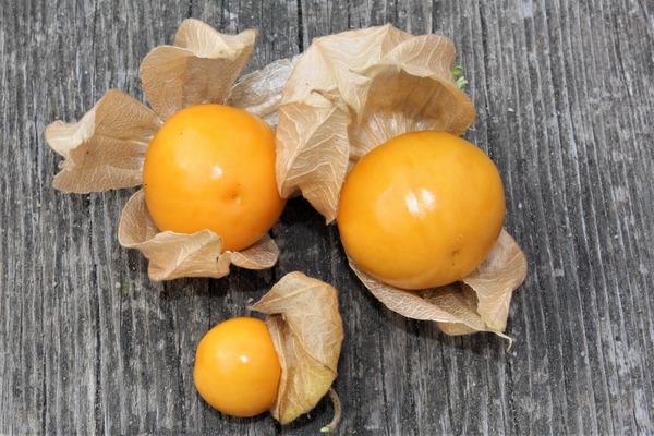 Physalis 'Fruttosa' - Baies