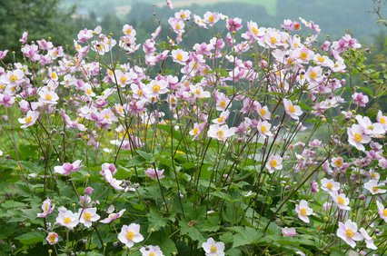 An&eacute;mones en pleine floraison