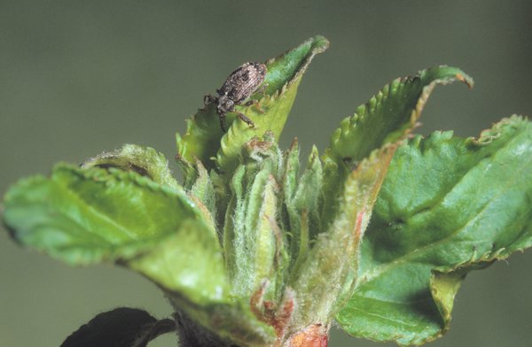 <i>Anthonomus pomorum</i>, anthonome du pommier, ravageurs du pommier