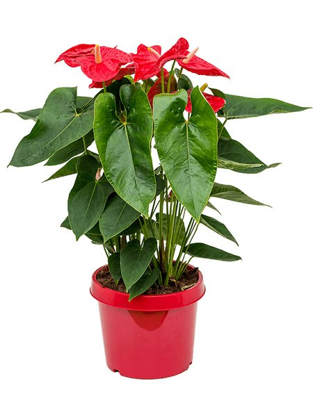Anthurium andraeanum 'Dakota', Busch Rot, im 26cm Topf, H�he 85cm, Breite 50cm