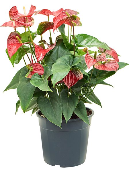 Anthurium andraeanum 'Sierra', Busch Rot, im 27cm Topf, H�he 70cm, Breite 50cm