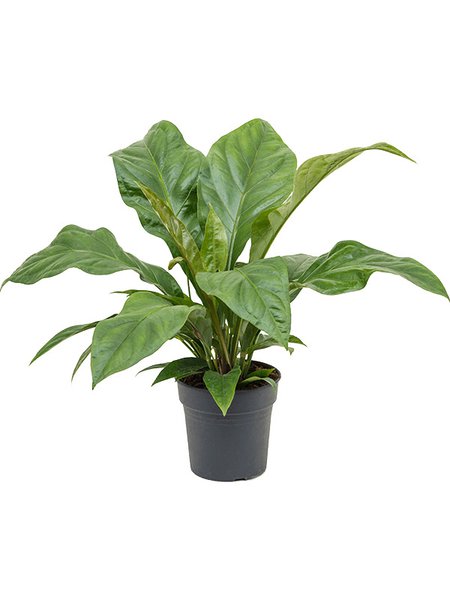 Anthurium elipticum 'Jungle Bush', Busch, im 21cm Topf, H�he 50cm, Breite 50cm