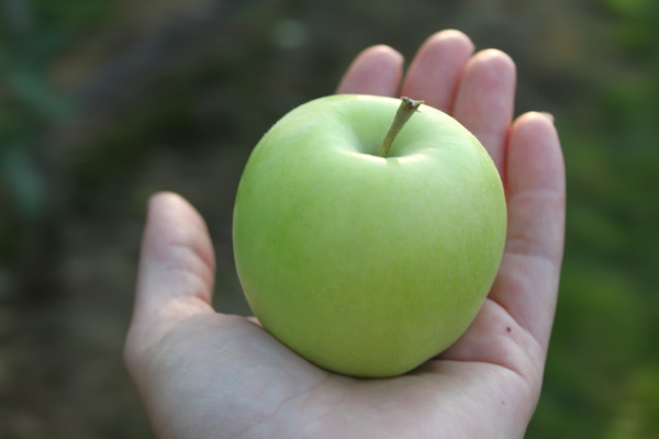 Pommes bonnes pour la sant&eacute; Pomme Bionda Bella Lubera