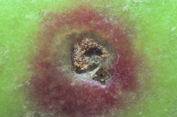 <i>Cydia pomonella</i>, carpocapse, ravageur du pommier