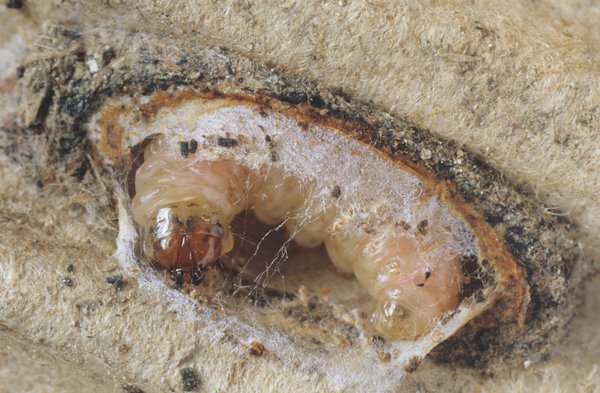 <i>Cydia pomonella</i>, carpocapse, ravageur du pommier