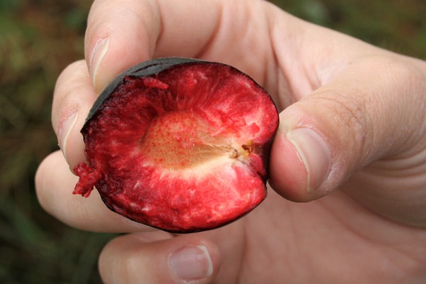 Pulpe de fruits, prunes saines