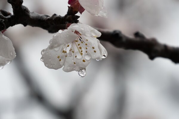 Abricotier, fleur, pluie, Prunus armeniaca