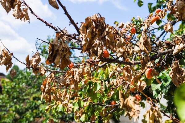 Mort de l'abricotier, Prunus armeniaca, Monilinia laxa