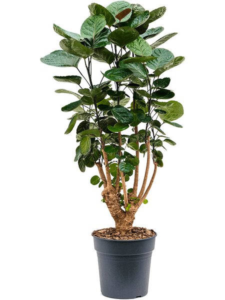 Aralia (Polyscias) 'Fabian', Verzweigt, im 24cm Topf, H�he 80cm, Breite 35cm