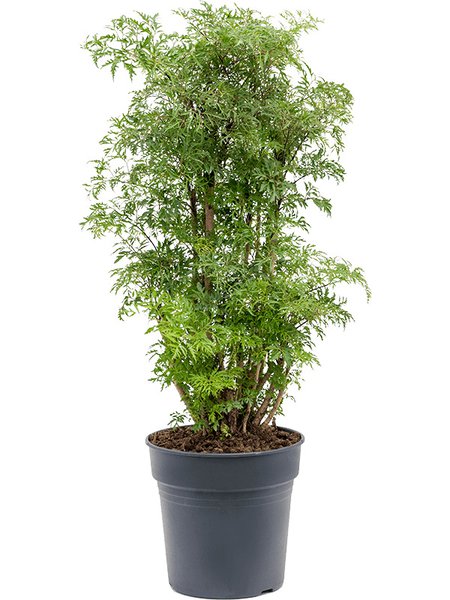 Aralia (Polyscias) 'Ming', Verzweigt, im 24cm Topf, H�he 80cm, Breite 45cm