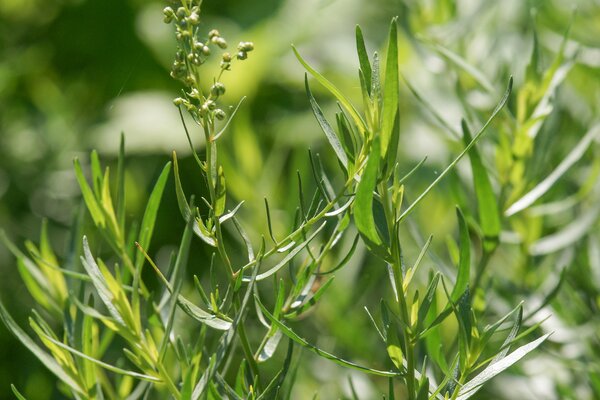 Artemisia dracunculus Pfefferkorn, Estragon, 1,3L-Topf