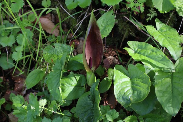 Arum maculatum (Arum maculatum) Floraison en lisi&egrave;re de for&ecirc;t &agrave; Buchs, floraison en avril, plantes vivaces favorables aux insectes