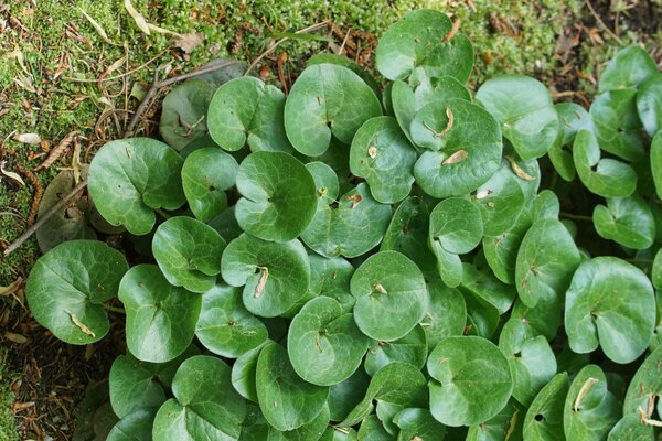 Asarum europaeum, asaret d&rsquo;Europe