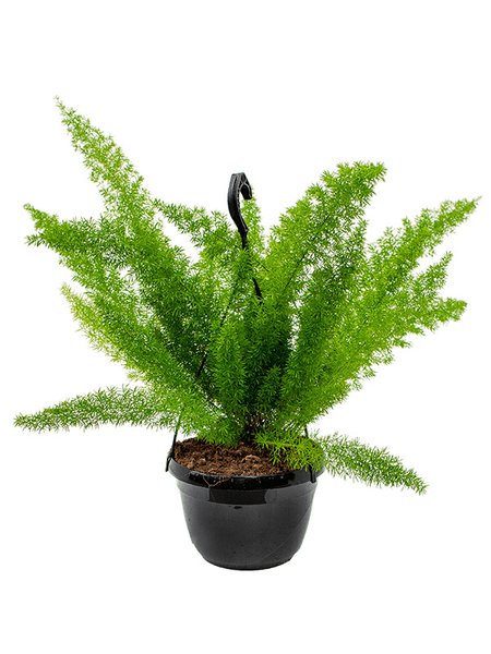 Asparagus densiflorus 'Meyers', Ampel, im 20cm Topf, H�he 55cm, Breite 35cm